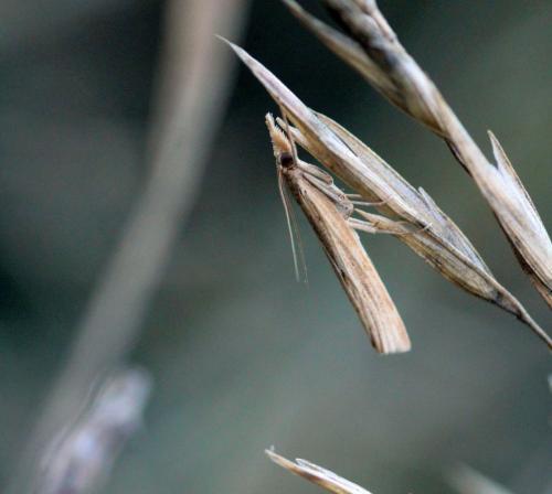 Réf. 330 108 : Pediasia contaminella